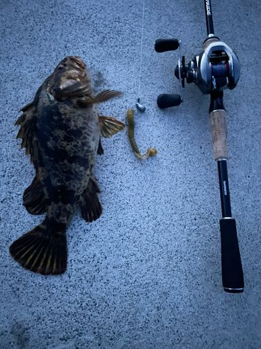 ベッコウゾイの釣果