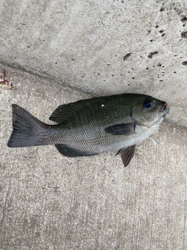 メジナの釣果