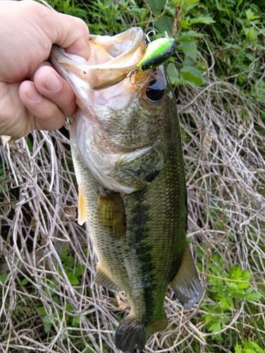 ラージマウスバスの釣果