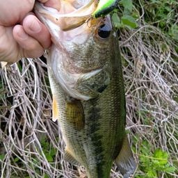 ラージマウスバス