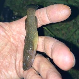 シモフリシマハゼ