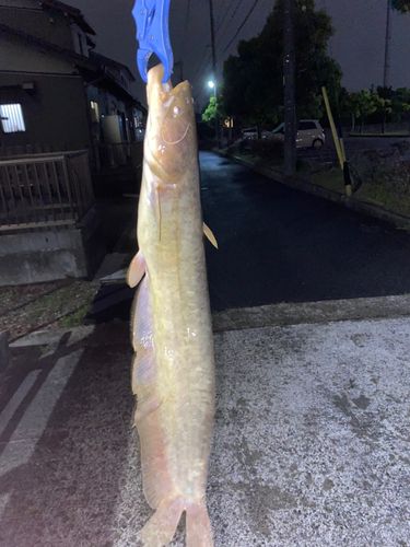 ナマズの釣果