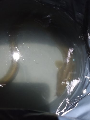 ニホンウナギの釣果