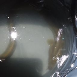 ニホンウナギ