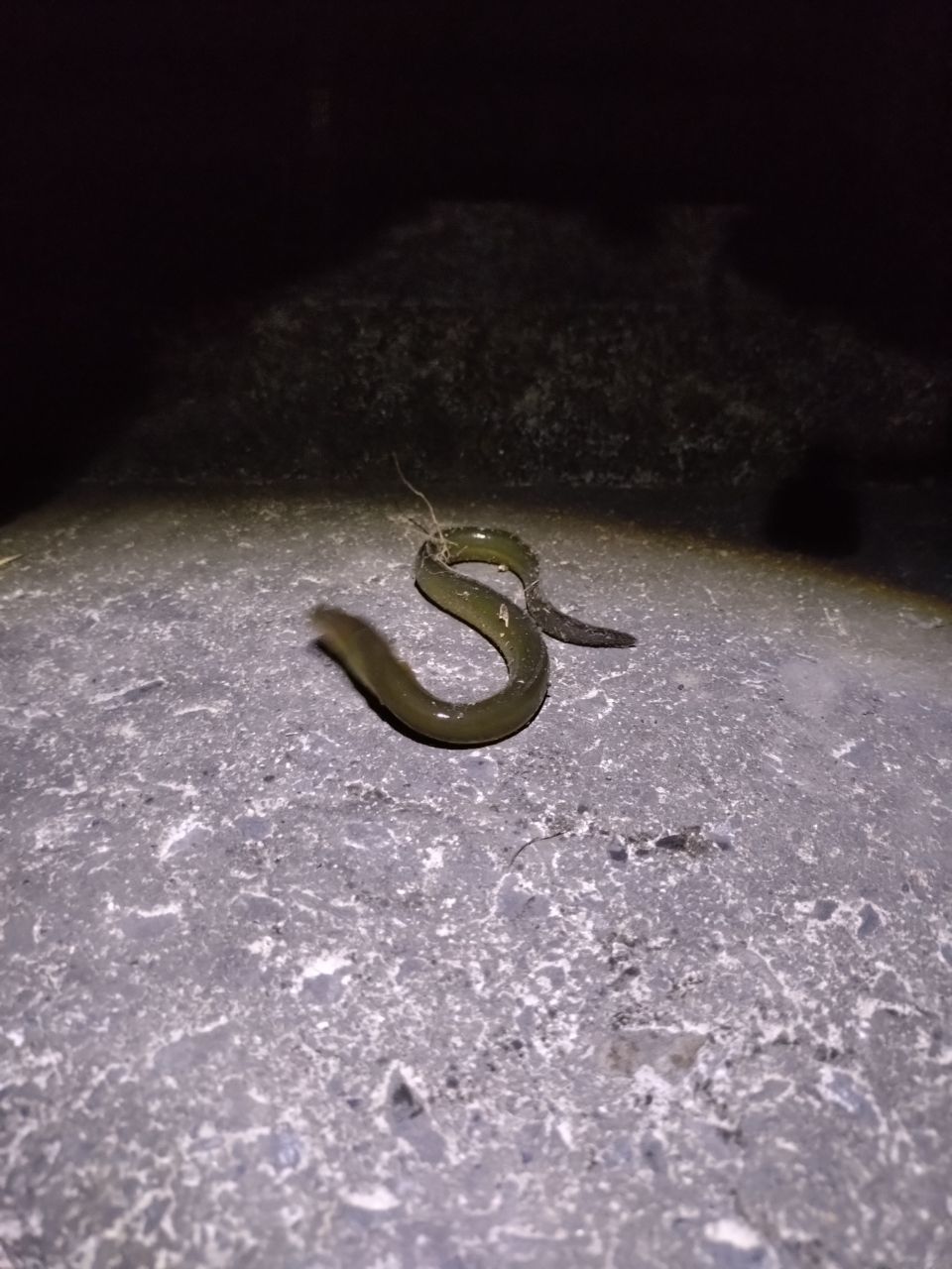 ニホンウナギ