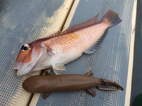 アマダイの釣果