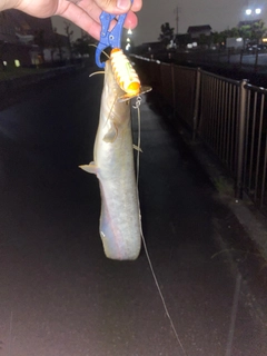 ナマズの釣果
