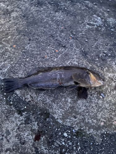 アイナメの釣果