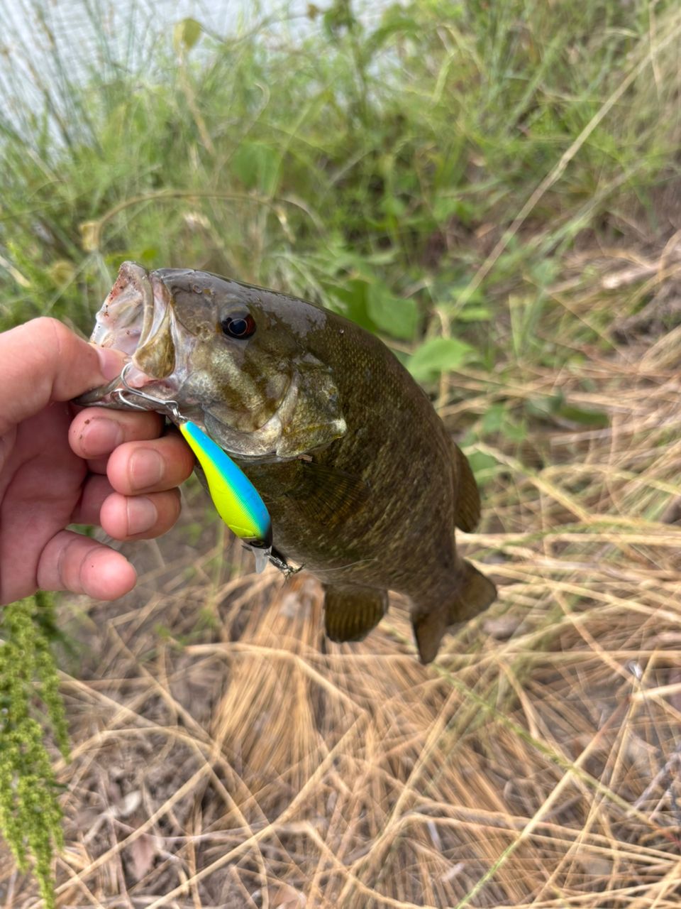 スモールマウスバス