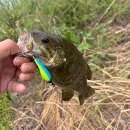 スモールマウスバス