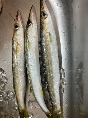 カマスの釣果