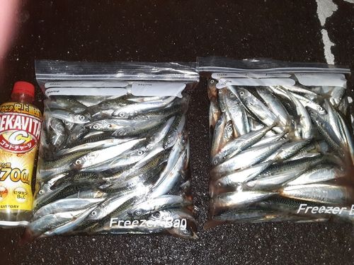 ゴマサバの釣果