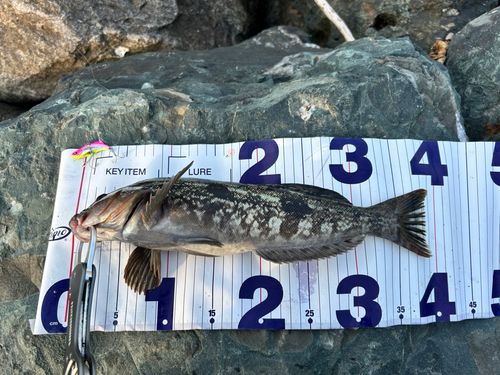 アイナメの釣果