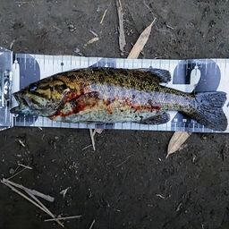 スモールマウスバス