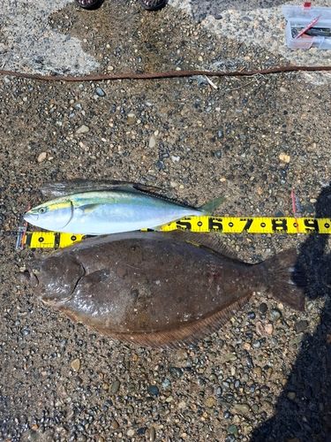 ヒラメの釣果