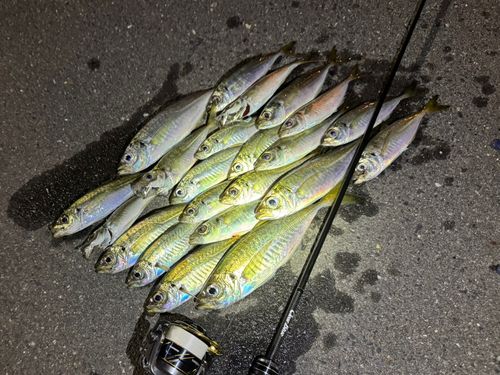 アジの釣果