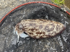 モンゴウイカの釣果