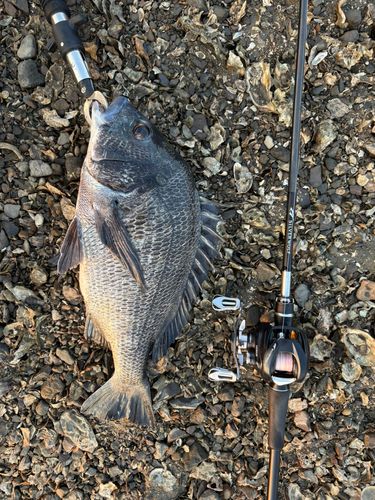 チヌの釣果