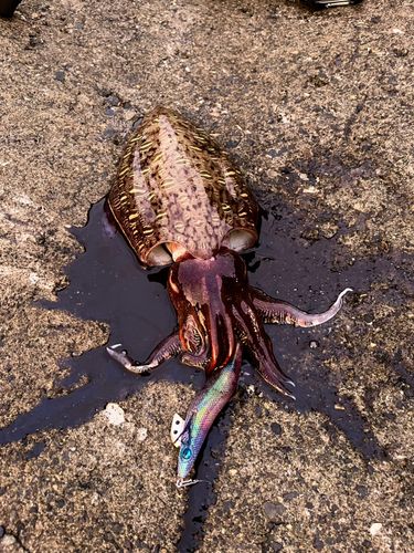 モンゴウイカの釣果