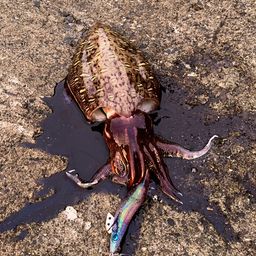 モンゴウイカ