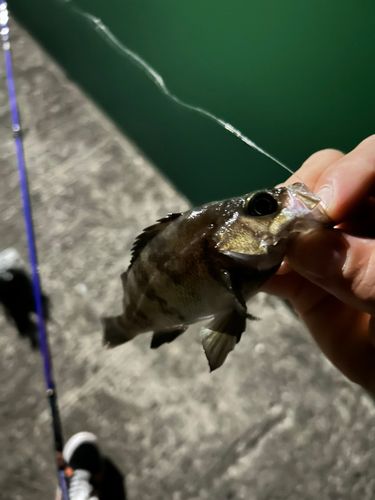 シロメバルの釣果