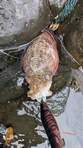 コウイカの釣果