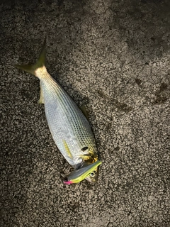 コノシロの釣果
