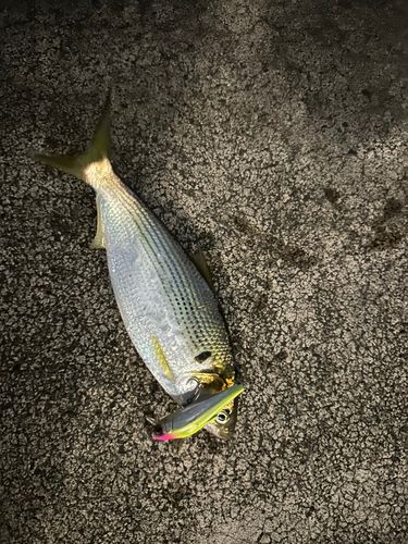コノシロの釣果