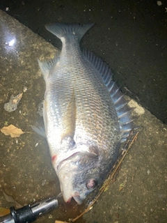 キビレの釣果