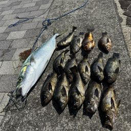 クロメバル