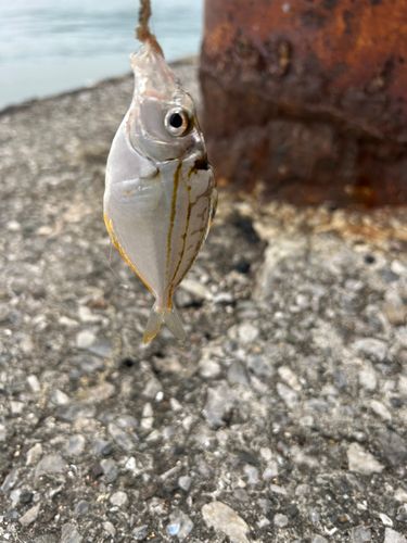 ヒイラギの釣果