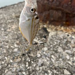 ヒイラギ