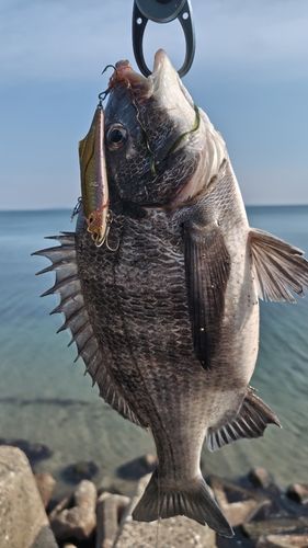 クロダイの釣果
