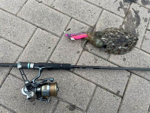 コウイカの釣果