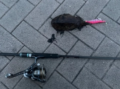 コウイカの釣果