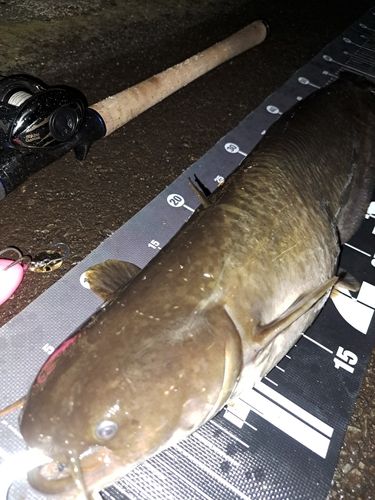 ナマズの釣果