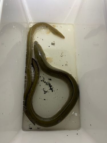 ウナギの釣果