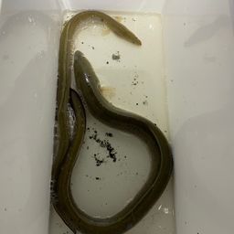 ウナギ