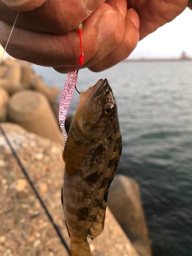 アイナメの釣果