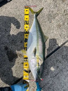 ワラサの釣果
