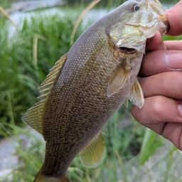 スモールマウスバス