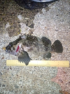 ムラソイの釣果