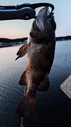 キンメバルの釣果