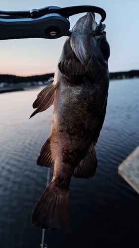 キンメバルの釣果
