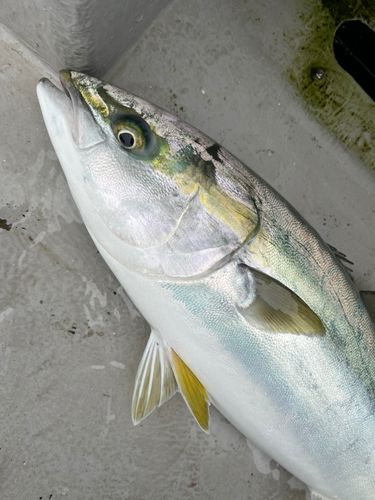 ワラサの釣果