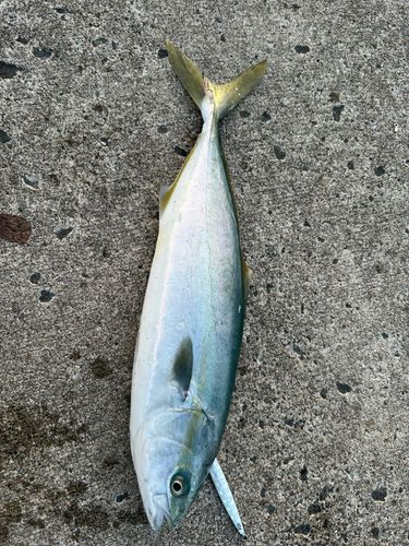 イナダの釣果