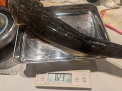 コチの釣果