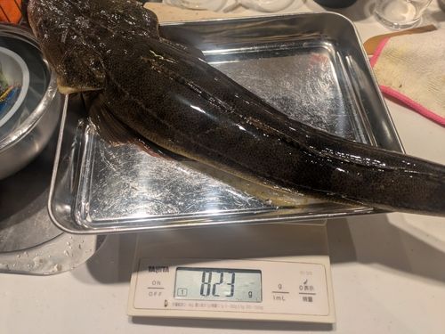 コチの釣果