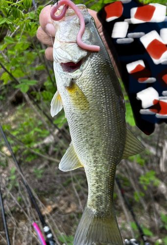 ブラックバスの釣果