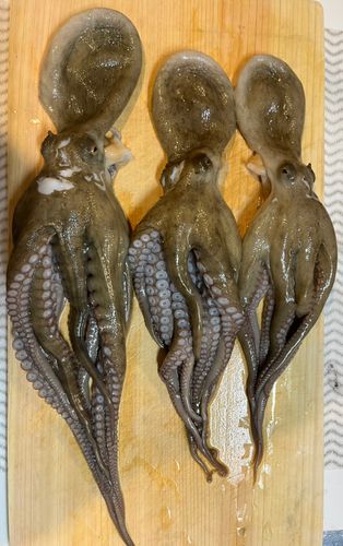 マダコの釣果